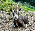Groer Spa fr kleine Besucher: Weltkindertag im Tierpark Niederfischbach
