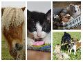 Mit Schnappschuss zum Star: Foto-Wettbewerb Tiere im Glck vom Tierschutz Siebengebirge
