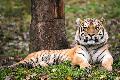 Patenschaften im Zoo Neuwied: Eine besondere Geschenkidee zu Weihnachten