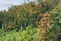 Hitzewellen und Wassermangel: Bedrohung f�r den Wald