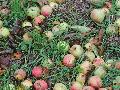 Auf in die Streuobstwiese mit dem Verkehrs- und Versch�nerungsverein Raubach