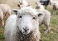 Aus Dornen befreit: Polizei rettet Schaf aus misslicher Lage