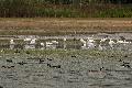 Gemeinsam Zugvgel beobachten - am Wiesensee und am Dreifelder Weiher