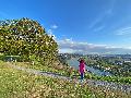 Rotbckchen-Rundwanderweg Unkel: Genussvolle Runde zwischen Rhein und Wein