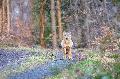 R�ckkehr des Wolfs: Vierter Wolf-Sonntag im Oberwesterwald