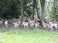 Wiedererffnung des "Wildpark Westerwald" am 3. Oktober