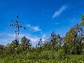 Baum fllt in Freileitung - Oberhaid und Mogendorf zeitweise ohne Strom