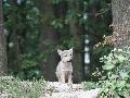Totfund eines Wolfwelpen in der Verbandsgemeinde Hachenburg