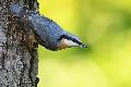 Flora und Fauna neu entdeckt: Vogelstimmenwanderung im Stelzenbachtal