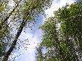 Wanderung bei Westernohe: Die Rotbuche im Fokus des Klimawandels