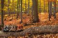 Gemtliche Wanderung durch den Hillscheider Wald