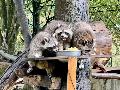 Freier Eintritt f�r Kinder: Weltkindertag im Tierpark Niederfischbach