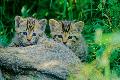 Naturschützer aktiv für Wildkatzen
