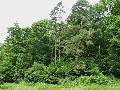 Wildnis in Deutschlands Wäldern – Molsberger Gespräche