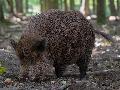 LUA Koblenz: Radioaktive Belastung in Wildschweinfleisch r�ckl�ufig