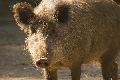 Höfken stellt Elektro- und Duftzaun gegen Afrikanische Schweinepest vor