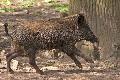 Wildschwein katapultiert Auto von der Strae