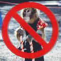 Neuwied verbietet Wildtiere auf der Kirmeswiese