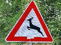 Erh�htes Risiko: Wildwechsel im Sp�tsommer und Herbst