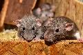 Wie viele Ratten sind noch im Rattenhaus in Wissen? Veterinramt kndigt dritten Einsatz an