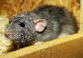 Rattenhaus in Wissen ist nun weitgehend leer: Veterinramt rettete insgesamt 1200 Ratten
