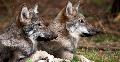 CDU-Impulse: "Wölfe im Westerwald - Naturereignis oder Gefahrenherd?"