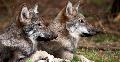 Land bleibt bei bisheriger Wolf-Strategie - Freie Whler besorgt 
