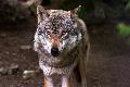 DNA-Abgleich besttigt: Schafe in der Gemeinde Niedersayn wurden von Wolf gerissen