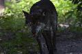 Wolf greift offenbar Rinderherde in Hasselbach an