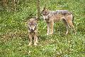 Werden Wölfe im Westerwald illegal abgeschossen?