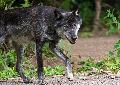Fr Manahmen rund um den Wolf: Neue Auenstelle des KLUWO in Dierdorf geplant