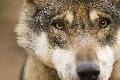 NI: Ausnahmeregelungen für Wolf-Abschuss mit europäischem Artenschutzrecht unvereinbar