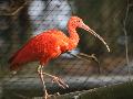 Rotschulterente und Roter Sichler bringen als neue Vogelarten Farbe in den Zoo Neuwied