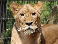 Neue Hoffnung auf der L�wenanlage im Zoo Neuwied