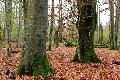 Naturschtzer erleben Waldwildnis im Naturerbe Stegskopf