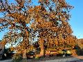 Alte Hofeichen des Steckensteiner Hofes erstrahlten in Herbstfarben
