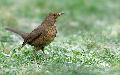 "Wer singt denn da?": Vogelwanderung in Katzwinkel