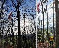 Spektakulre Rettungsaktion bei Robach: Paraglider nach Absturz aus Baumkrone befreit