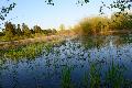 Biberteich Freilingen: Naturschutzinitiative kritisiert SGD Nord 