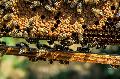 Spannende Einblicke in die Arbeit mit Honigbienen in Bad Hönningen