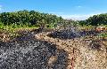 Flächenbrand bei Jungfernhof (Neustadt): Rund 2.000 Quadratmeter Gebüsch und Wiese brennen