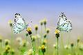 Ameise, Biene und Co. - Warum sterben die Insekten? Untersttzung von Grundschulprojekt