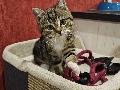 Wo ist Tyra? Verschwundene Katze wird in Borod vermisst