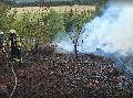 AKTUALISIERT | Waldbrand bei Alberthofen