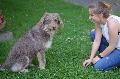Hunde-Pflegestelle im Siebengebirge: Sprungbrett fr ein neues Leben