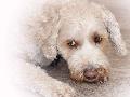 Warum Hunde f�r Kinder und Naturschutz so spannend sind
