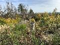 Innovative Wald-Exkursion in Hachenburg: �kologische Wiederbewaldung im Fokus