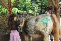 Hoffest in Breitscheid verbindet Tierliebe und Spendenaktion