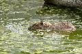 Sommerferien im Zoo Neuwied mit R�tselspa� und Familienworkshops