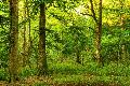 Entdeckungstour in die Waldwildnis des Stegskopf: Einblicke in die Biodiversit�t